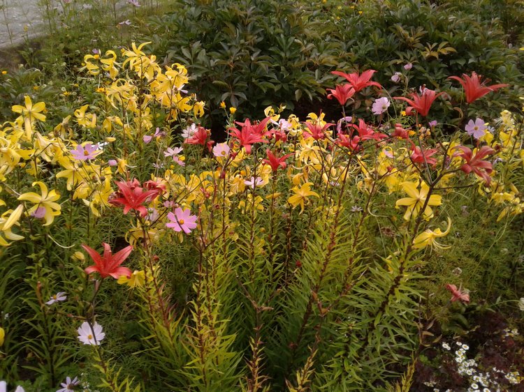 Прогулка... или свидание?! Центральный парк и цветы (фото 5)