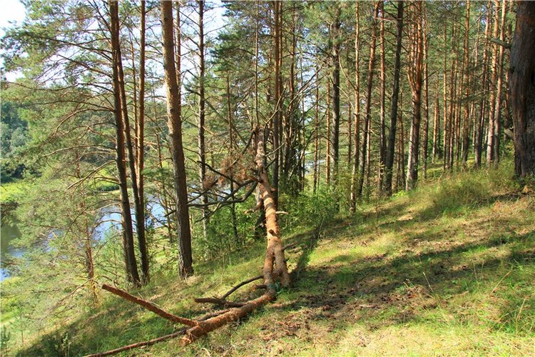 Инопланетянка Нийя. Custom Blythe Doll UFO Go Go Takara