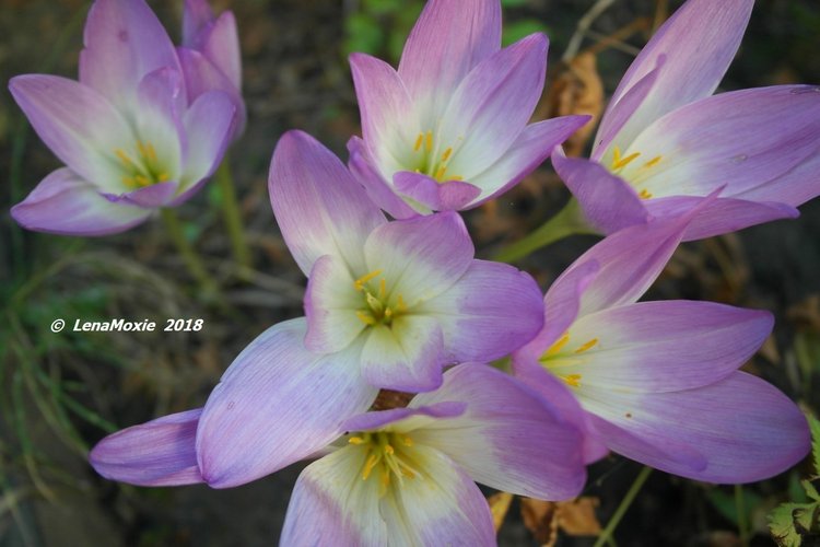 Мои куклы Kidz'n'Cats. Рози 2016