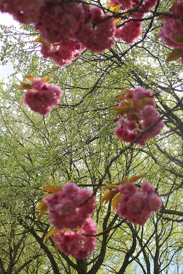 Цветущая Сакура. Прогулка по парку с Алисой. Весенние зарисовки (фото 2)