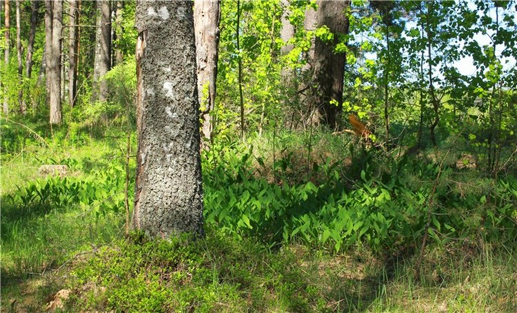 Ландыши - Светлого мая привет