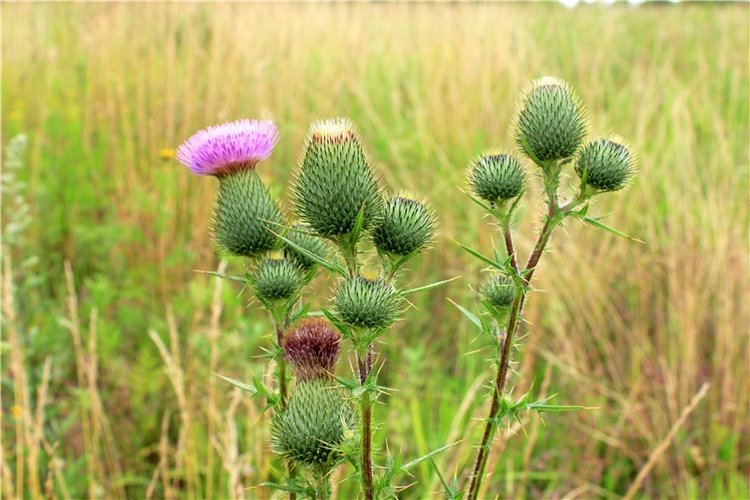 Подарок для Бенни | Бэйбики Подарок для Бенни — Куклы Iplehouse (Иплхаус): BJD (БЖД)