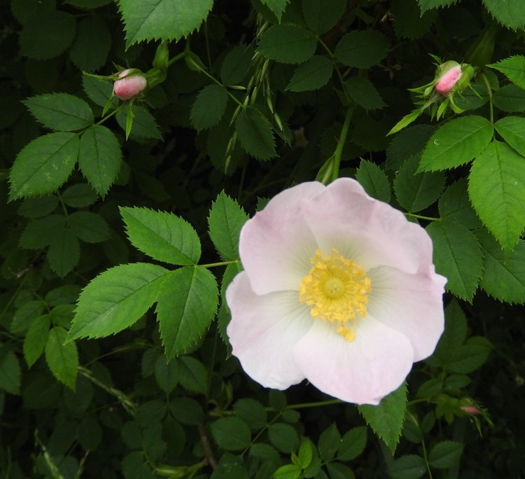 Цветы — роскошный дар природы (фото 5)