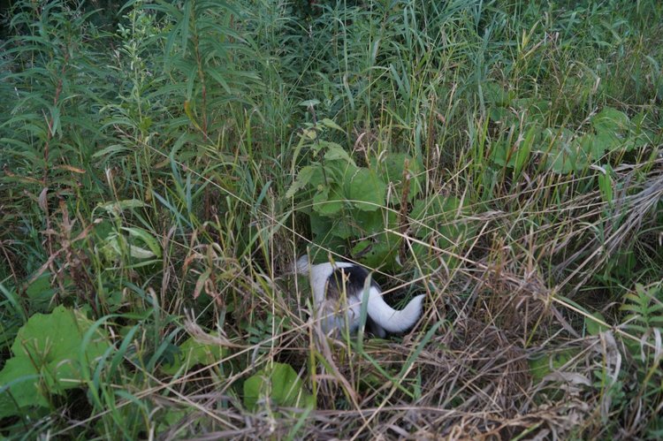 Год назад, в Рождество нам Бог собачку послал найдёнка Белочка (фото 10)