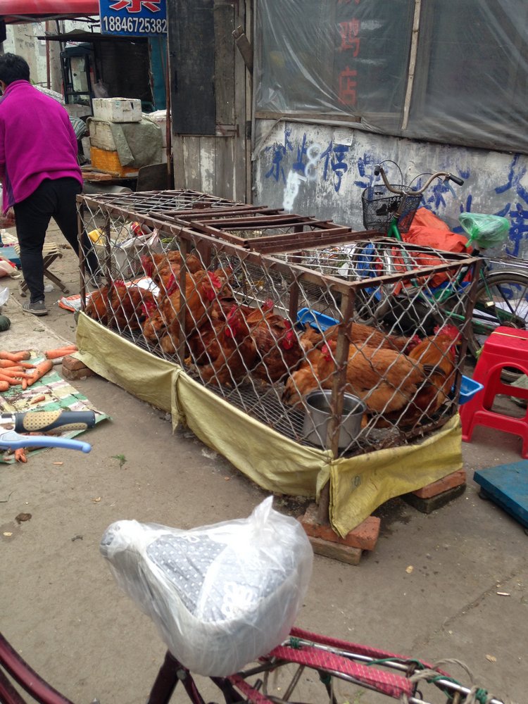 Прогулка по Китаю-2 (обзор цен на игрушки, животных, шмотки, еду)