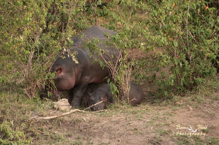 Любителям природы - профессиональные фотографии (выпуск 4)