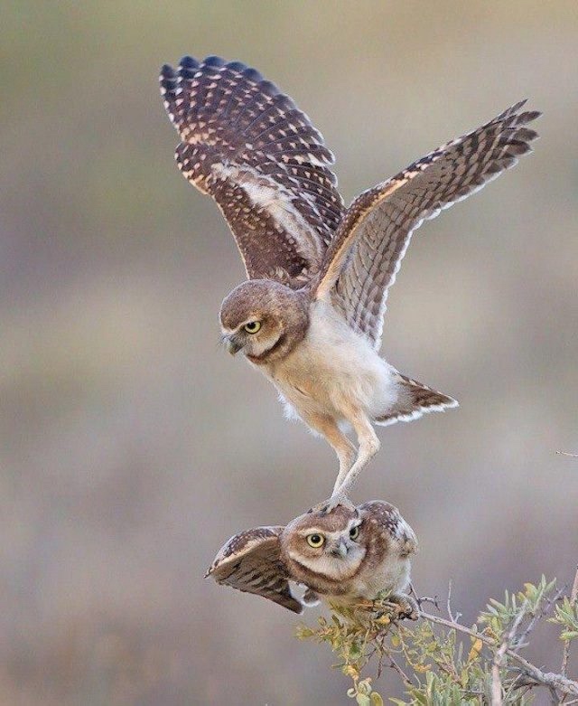 Любительские и профессиональные фотографии Сов (выпуск 2)