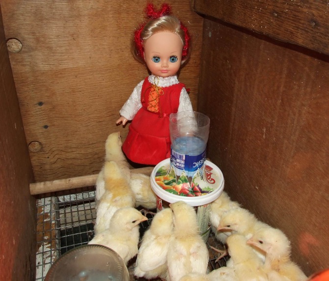 Цып-цып-цып, мои цыплятки, цып-цып-цып, мои утятки (фото 3)