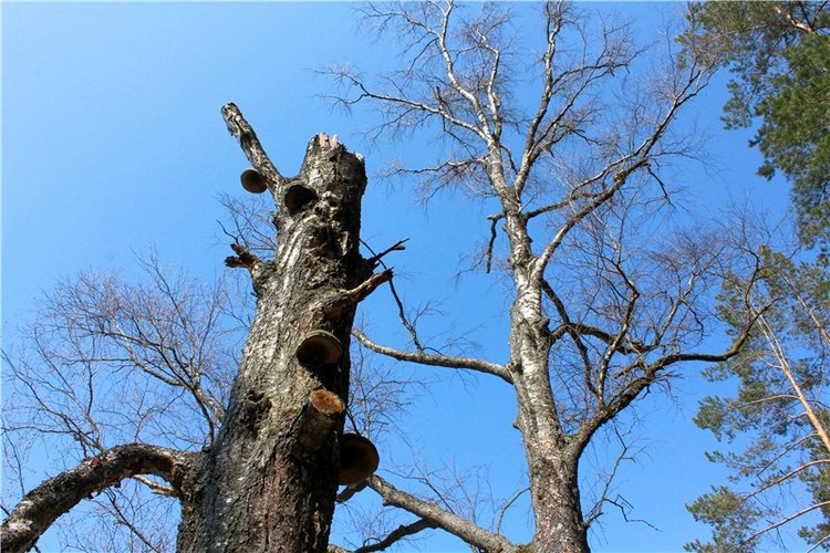 Савватьева Пустынь, Тверская область