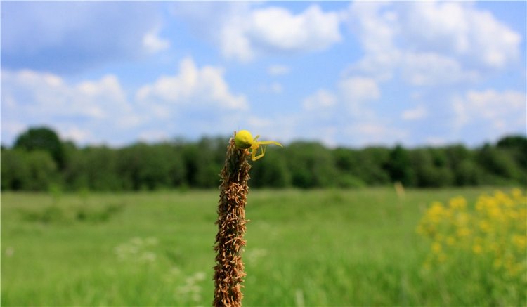 Весенняя Фея. Kyrra Fair Meadow doll | Бэйбики Весенняя Фея. Kyrra Fair Meadow doll