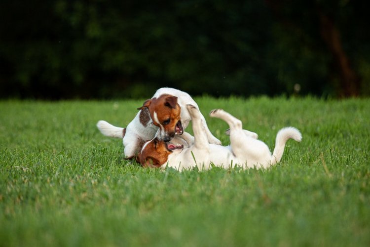 В гостях у STEPHA dolls! Biggers, Миниамигес, Вестида де Азул