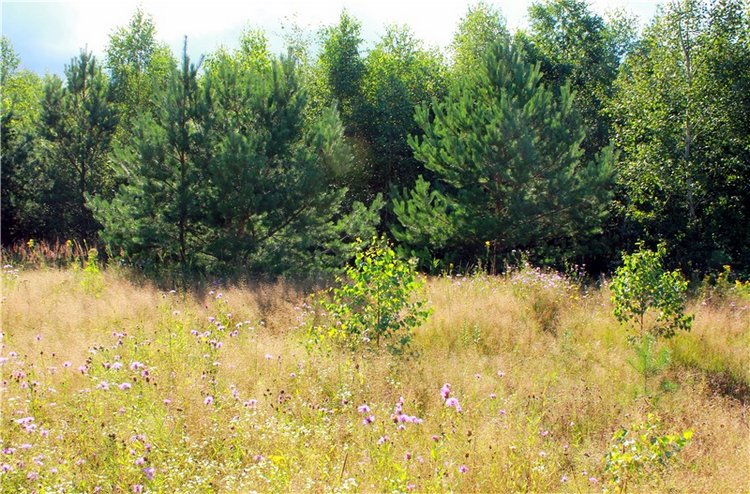 Эдельвейс на пленэре — Антикварные куклы ABG (Alt