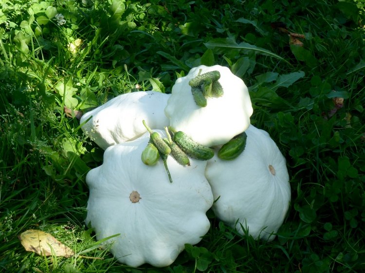 Отдых в деревне с Джой — Туризм и путешествия: фотоотчеты из поездок