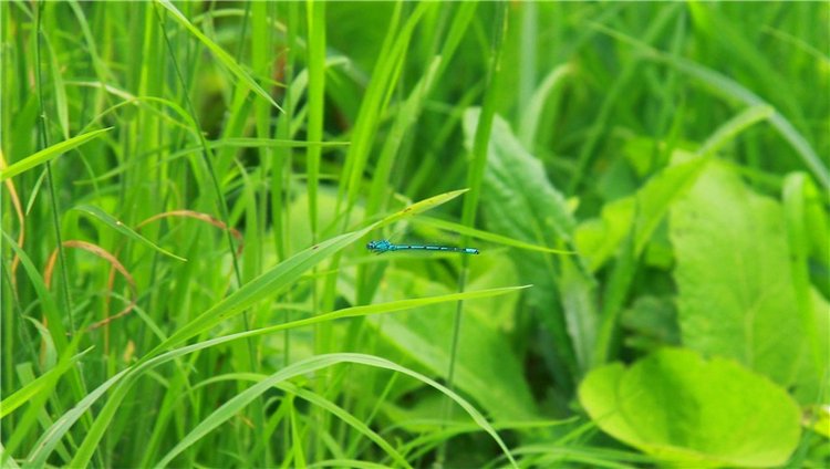 Путешествие Виолы в Усадьбу Знаменское-Раёк