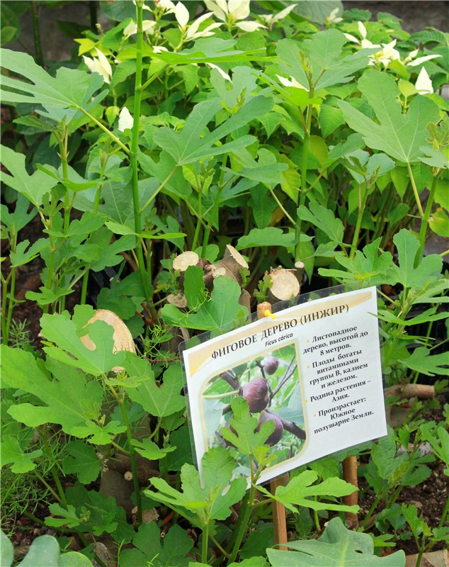 Выставка тюльпанов в Твери, продолжение