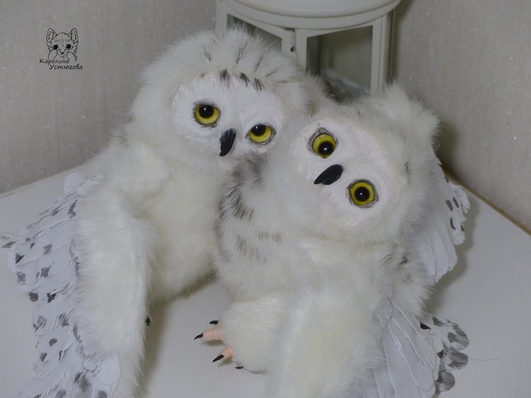 Полярные совы. Стремящиеся в полет (фото 5)