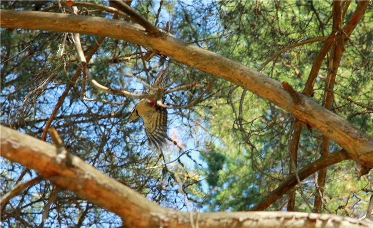 Инопланетянка Нийя. Custom Blythe Doll UFO Go Go Takara