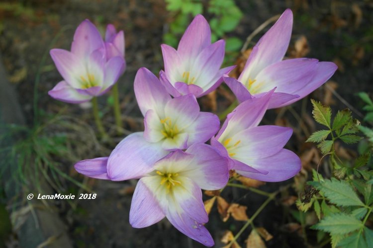 Мои куклы Kidz'n'Cats. Рози 2016