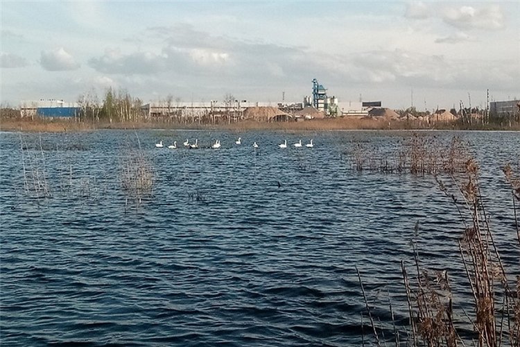 "Лебединое озеро" в Твери (фото 2)