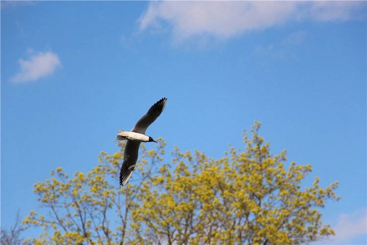 Один раз в год сады цветут