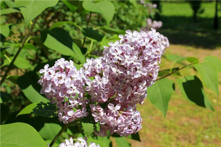 Я к Вам лечу воспоминаньем...Пушкинский праздник поэзии в Берново, 2019 год