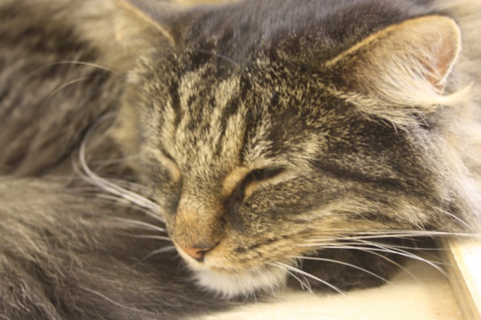 Петербург. Прогулка по крышам. Котокафе. Старые слайды (фото 6)