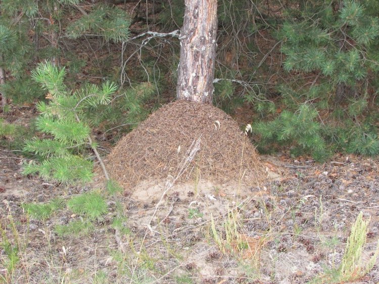Путешествие в Нижегородскую область - часть 2 - Размещение в деревушке и прогулка по окресностям