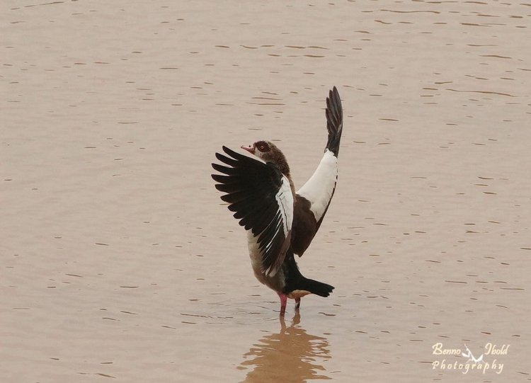 Любителям природы - профессиональные фотографии (выпуск 4)