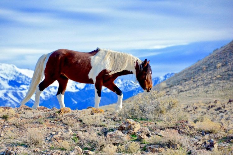 Любителям природы - профессиональные фотографии (выпуск 4)