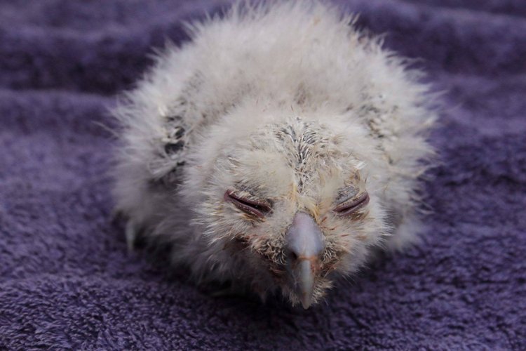 Любительские и профессиональные фотографии Сов (выпуск 2)