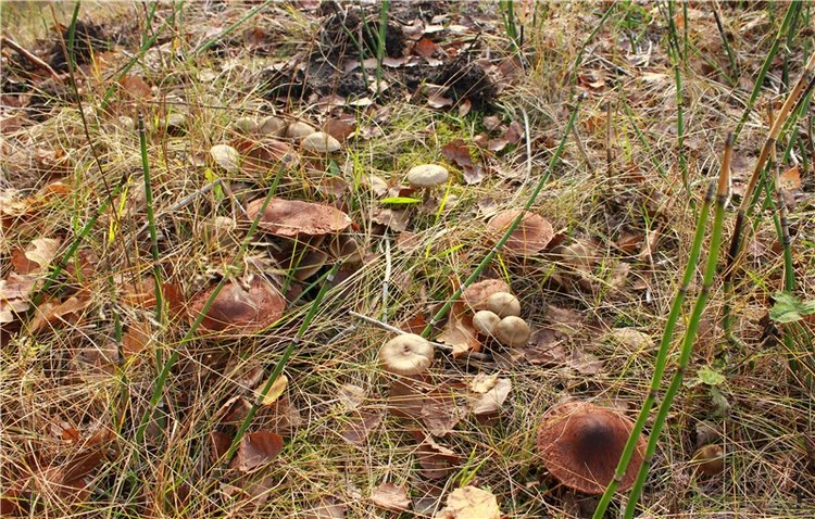 Гришутка — Винтажные куклы ГДР (Немки): Бигги