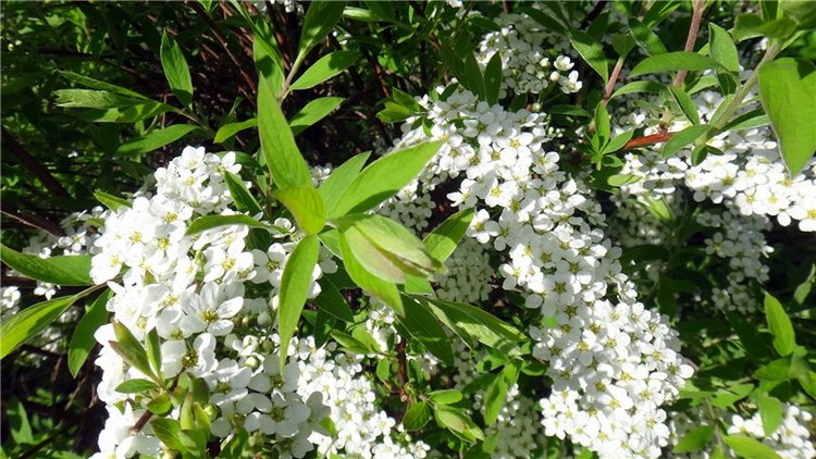 Просто Весна — Красивая природа и цветы: фото пейзажей