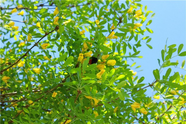 Эля в Иванишах. Twinkles Ella Chocolate