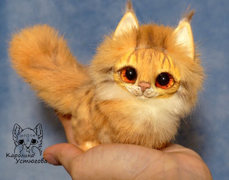 Карманный котеночек породы: Мейн-Кун