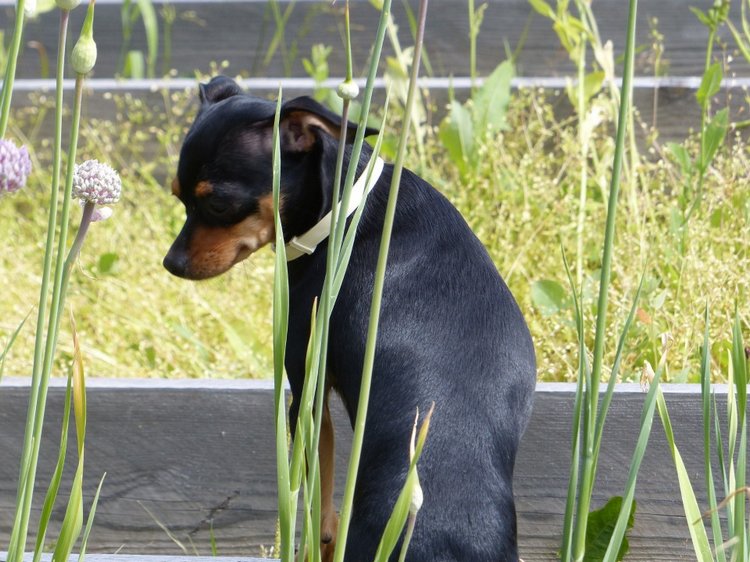 Последние денечки лета.... Совенок Желточек, дача и другие дачные жители (фото 10)