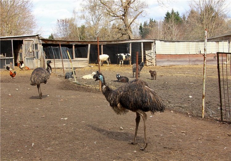 Усадьба Чукавино, Тверская область (фото 3)