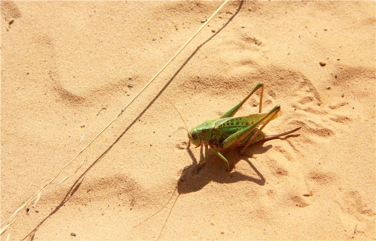Инопланетянка Нийя. Custom Blythe Doll UFO Go Go Takara