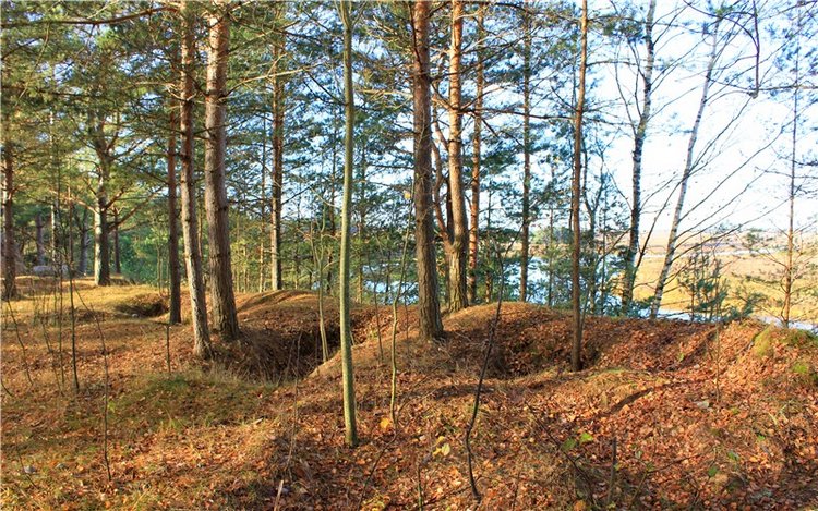 Ромашковый октябрь. Zwergnase Mischa (фото 9)