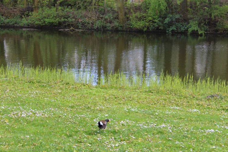 Цветущая Сакура. Прогулка по парку с Алисой. Весенние зарисовки