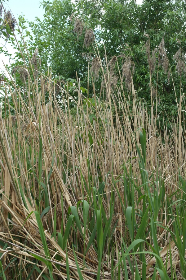 Есенинские тропинки. Часть 2