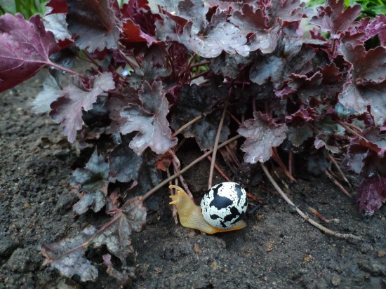 Что такое гасяпон — Домашние фото авторских игрушек: Тедди