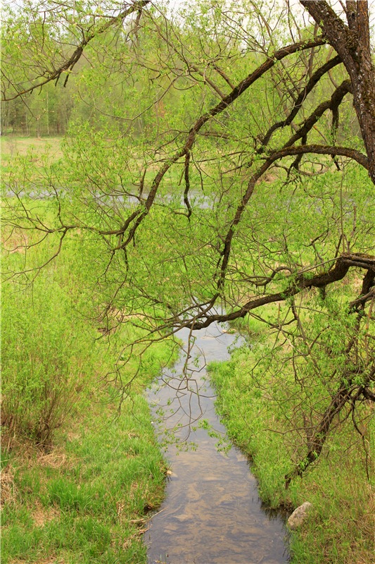 Заблудилась. Georgia от Berdine Creedy