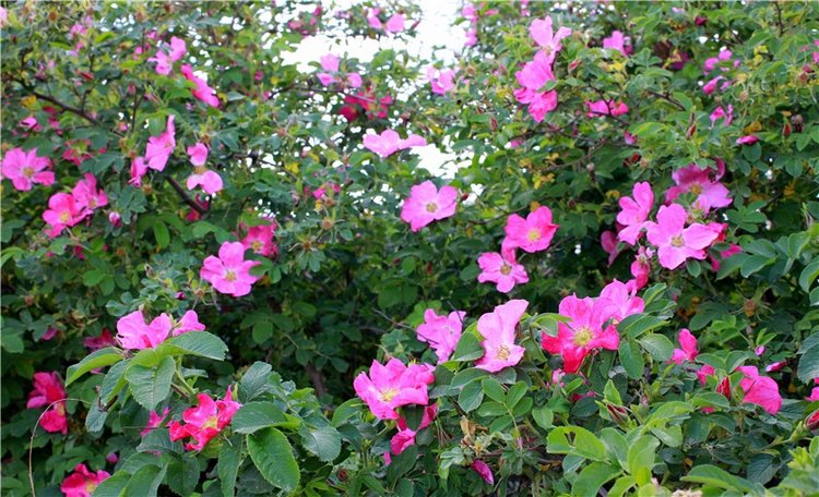 Я к Вам лечу воспоминаньем...Пушкинский праздник поэзии в Берново, 2019 год (фото 6)