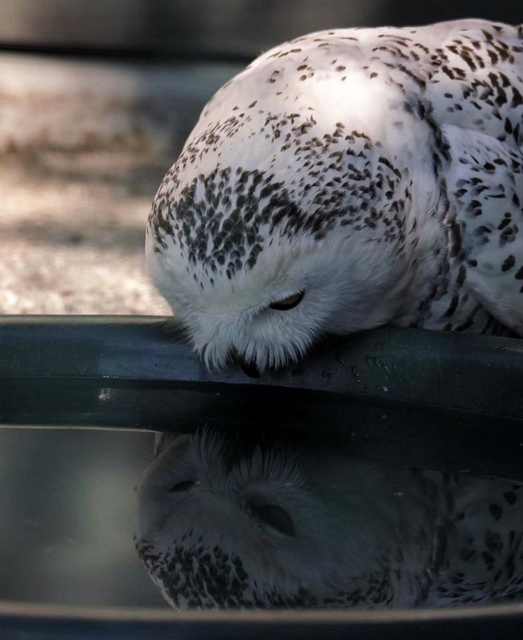 Любительские и профессиональные фотографии Сов (выпуск 2)