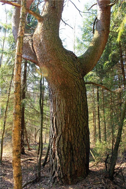 Савватьева Пустынь, Тверская область