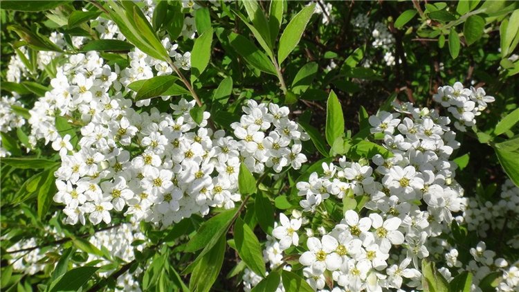 Просто Весна — Красивая природа и цветы: фото пейзажей