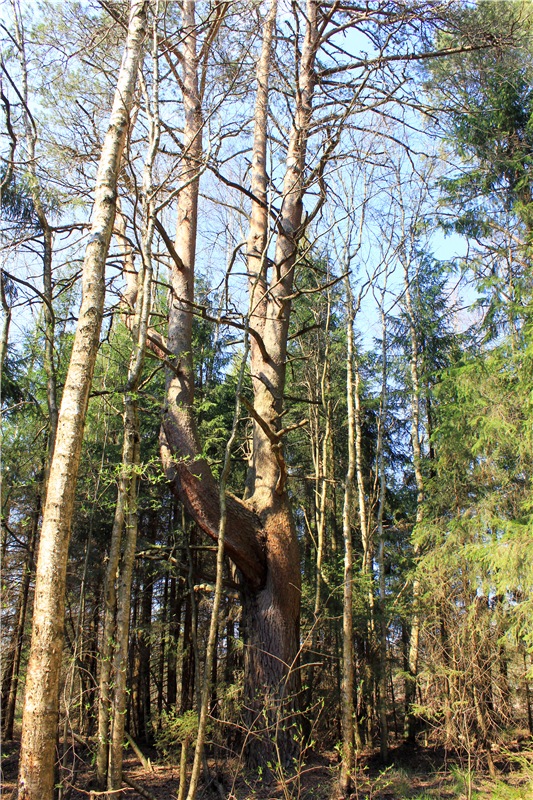 Савватьева Пустынь, Тверская область