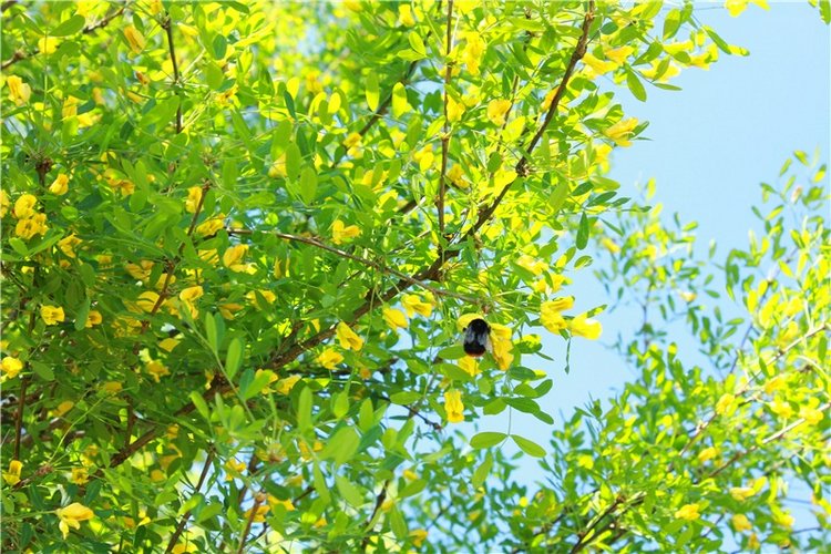 Эля в Иванишах. Twinkles Ella Chocolate