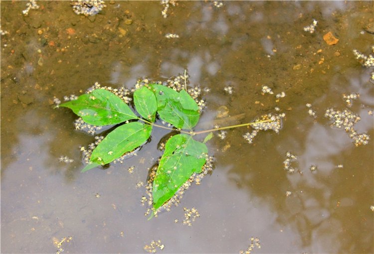 Июльское путешествие в Старицу, продолжение