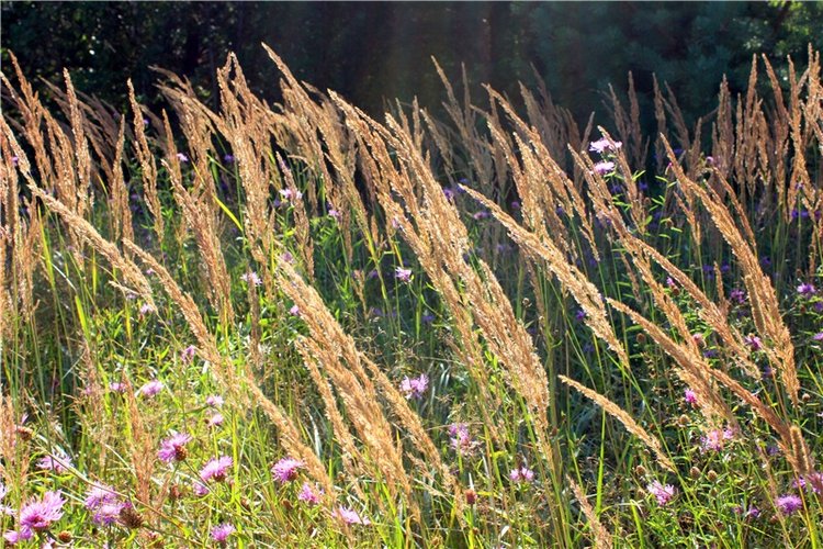 Эдельвейс на пленэре — Антикварные куклы ABG (Alt